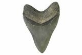 Beautiful Fossil Megalodon Tooth - Georgia #338659-1